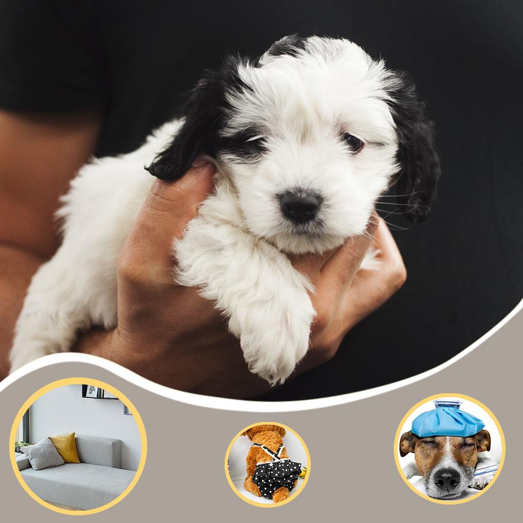 Quần Lót Sinh Lý Bằng Cotton Thoải Mái Gấp Gọn Cho Thú Cưng