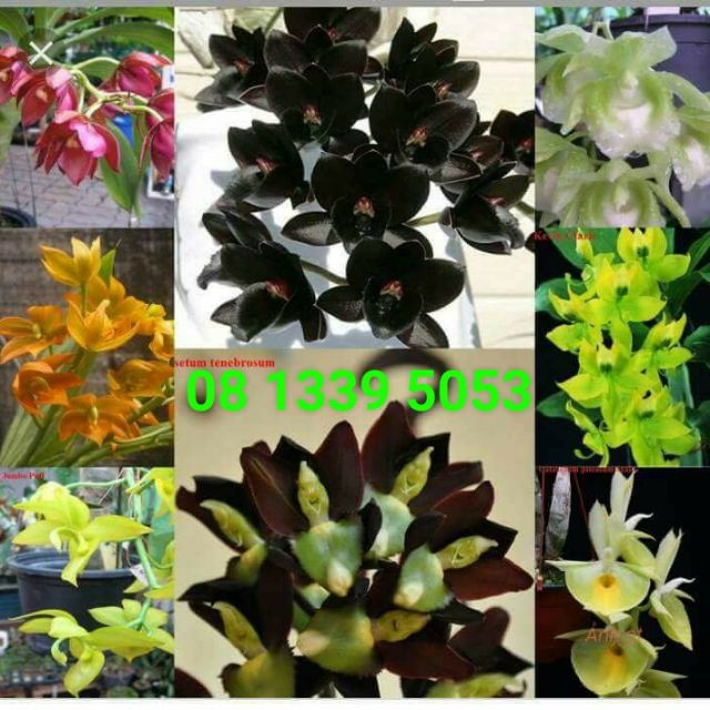 Thiên nga chọn màu cây giống