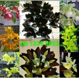 Thiên nga chọn màu cây giống