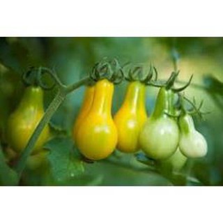 Hạt giống cà chua bi lê vàng 0.1gram
