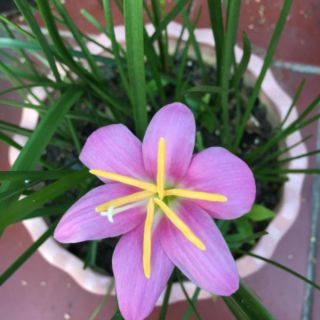 Củ hoa hệ mưa ngoại hồng khủng