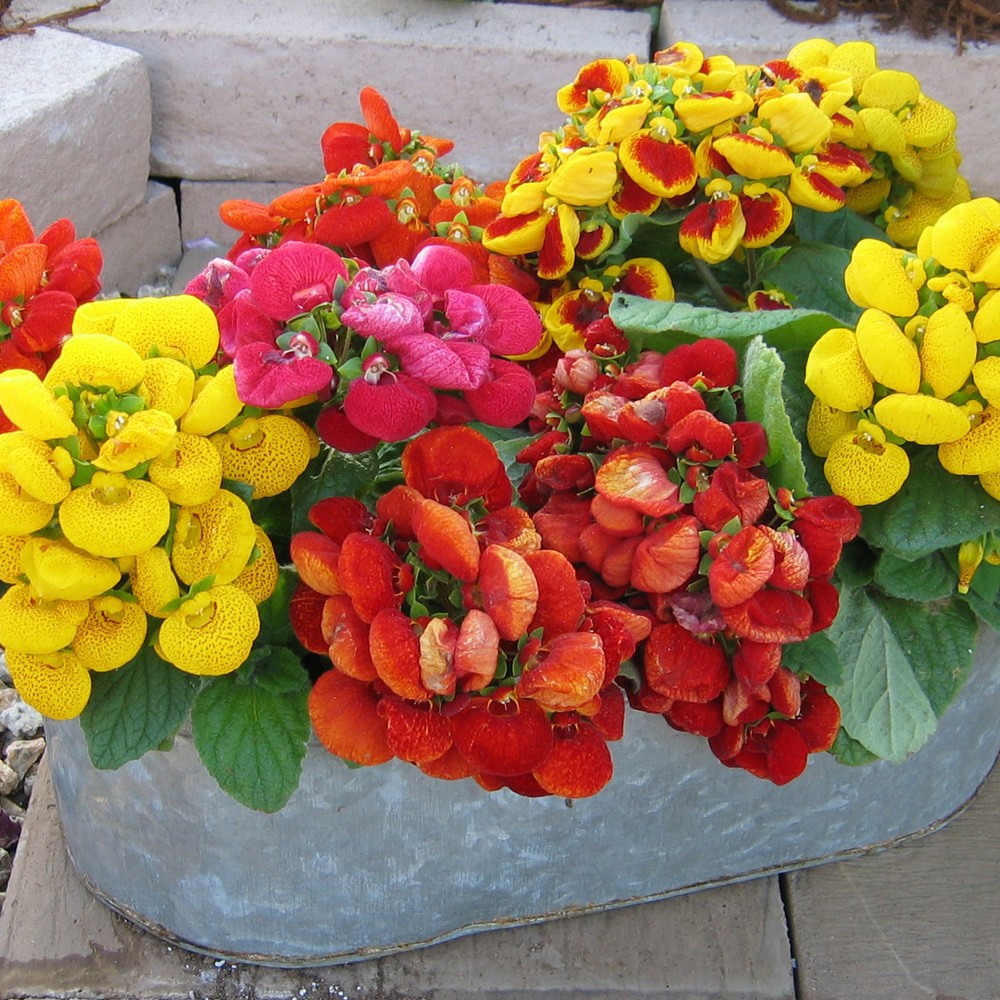 Hạt giống Hoa huyền Sâm mix