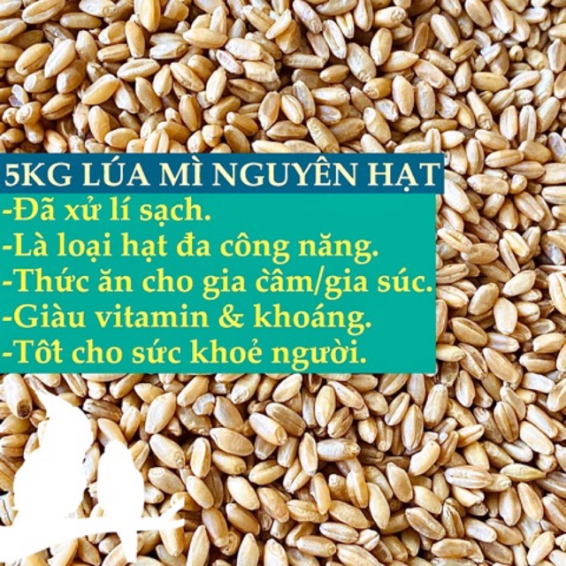 5KG LÚA MÌ (LÚA MẠCH) CHO GIA CẦM/GIA SÚC -HẠT SẠCH