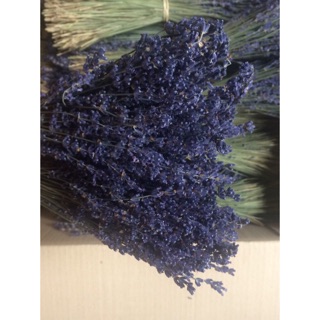 Hoa Lavender _ Oải hương Pháp