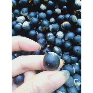 100 hạt giống 🌱bồ hòn