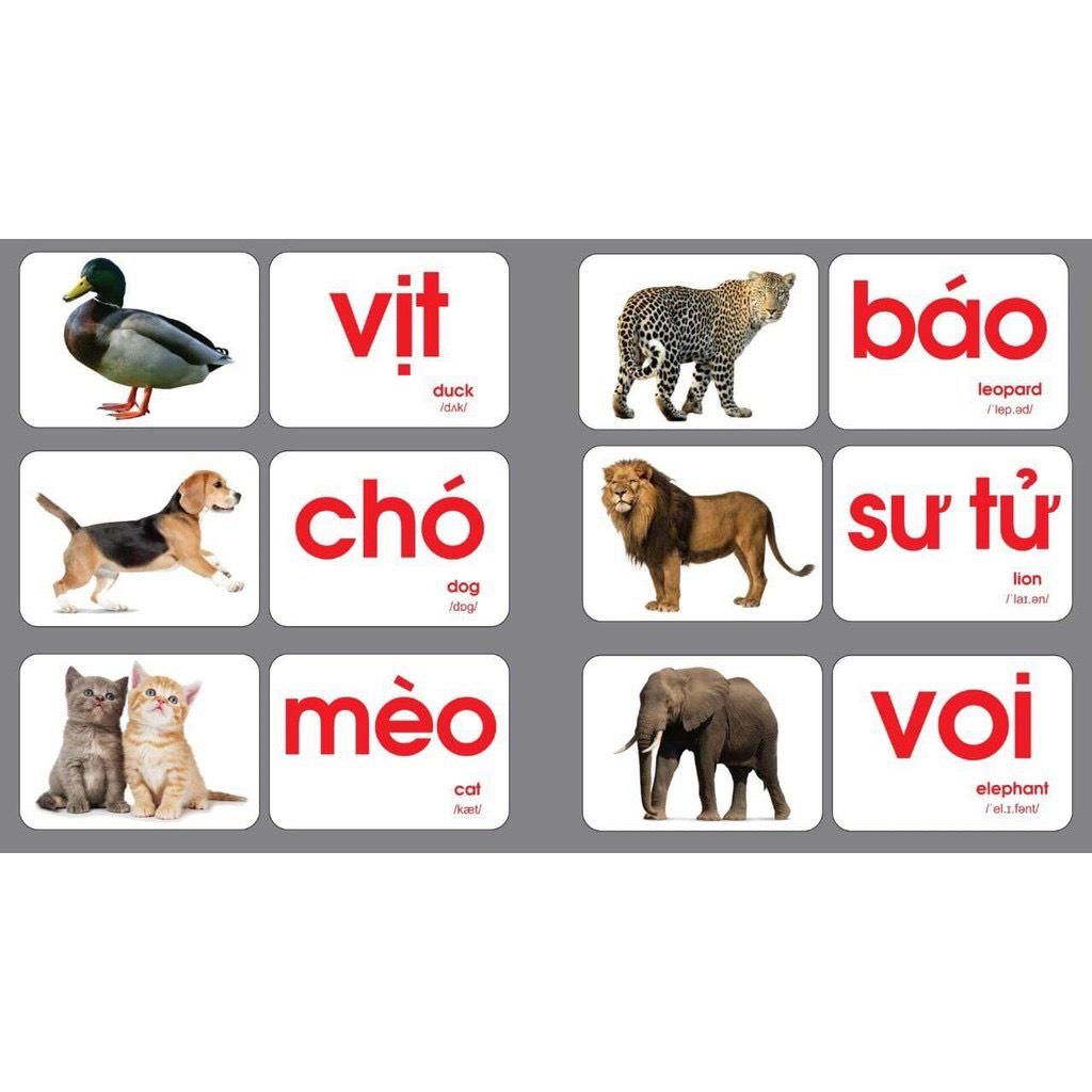 Thẻ học thông minh loại to A5 15x21cm dạy trẻ thế giới xung quanh