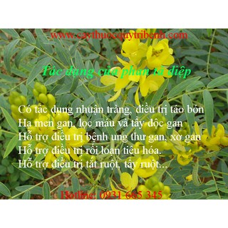 Phan tả diệp 500gr _ Thảo Dược Thanh Bình