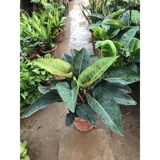 Cây trầu bà đế vương đỏ, cây to