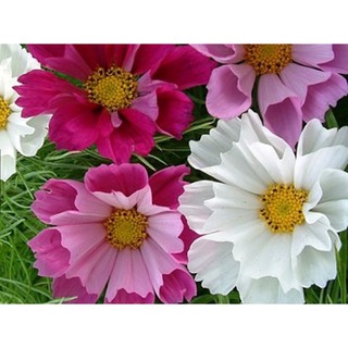 Hạt giống hoa Sao nháy Kép - Gói 100 hạt