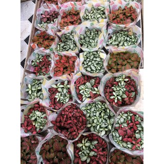 Cây Cẩm Nhung