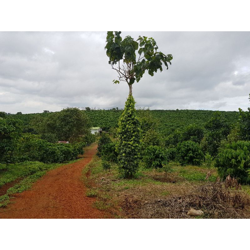3,9ha đất Bảo Lâm, Lâm Đồng. Gọi để biết giá 0936220360