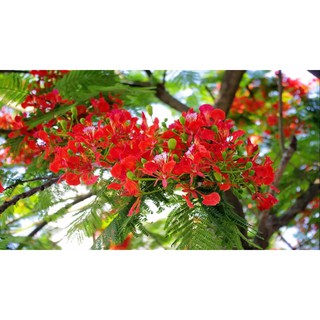 Hạt giống hoa phượng vi đỏ