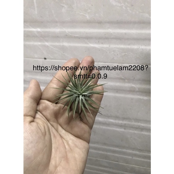 Cây không khí kim yến(cây lẻ)Tillandsia ionnantha