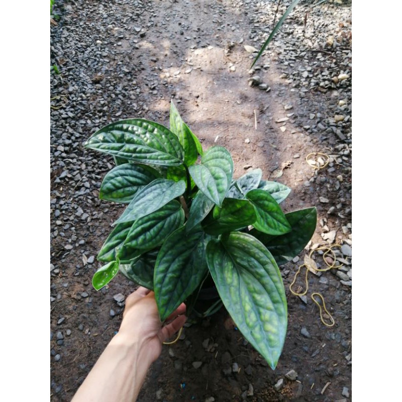 Trầu bà hạnh phúc (Monstera Karstenianum)