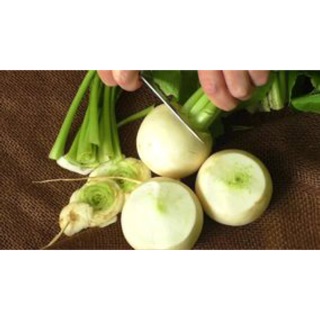 Hạt giống củ cải cherry trắng - Gói 5gram - Nảy mầm 90%