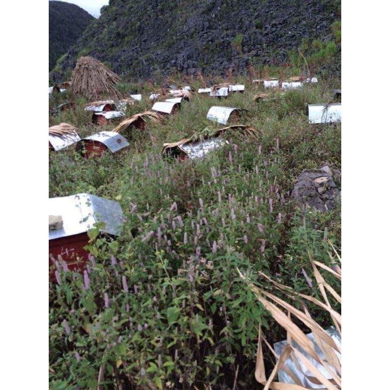 Mật ong bạc hà Hà Giang xịn bao test