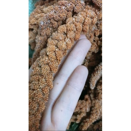 Kê chùm cho chim vẹt, yến hót, yến phụng, bảy màu, sắc nhật, manh manh... - gói 500gr