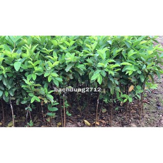 Ổi lê Đài Loan