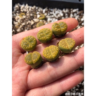Sen mông,lithops,thạch lan Vàng 2cm