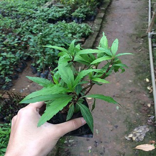 Cây giống mần tưới