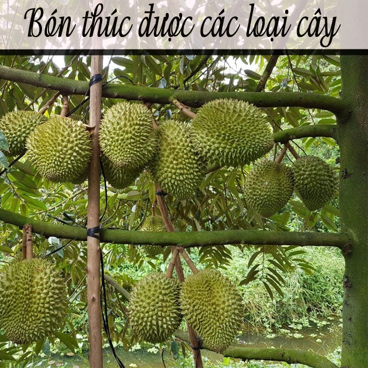 Phân bón gốc, bón lá Dịch Trùn Quế Hiryo - Chế Phẩm sinh học cho nông nghiệp xanh