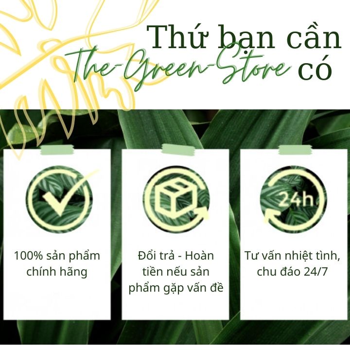 Phân bón Siêu tạo nụ mai vàng Max Flower , kích ra nhiều nụ, dưỡng nụ hoa