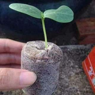 10 viên nén sơ dừa ươm hạt