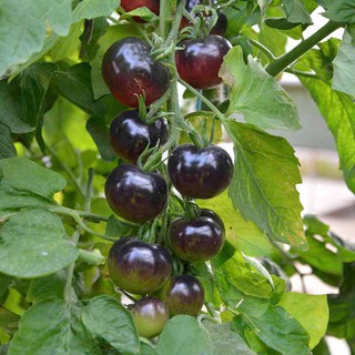 20H - HẠT GIỐNG CÀ CHUA CHERRY ĐEN