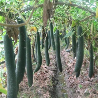 50H - HẠT GIỐNG BÍ XANH TRÁI DÀI(BÍ SẶT)