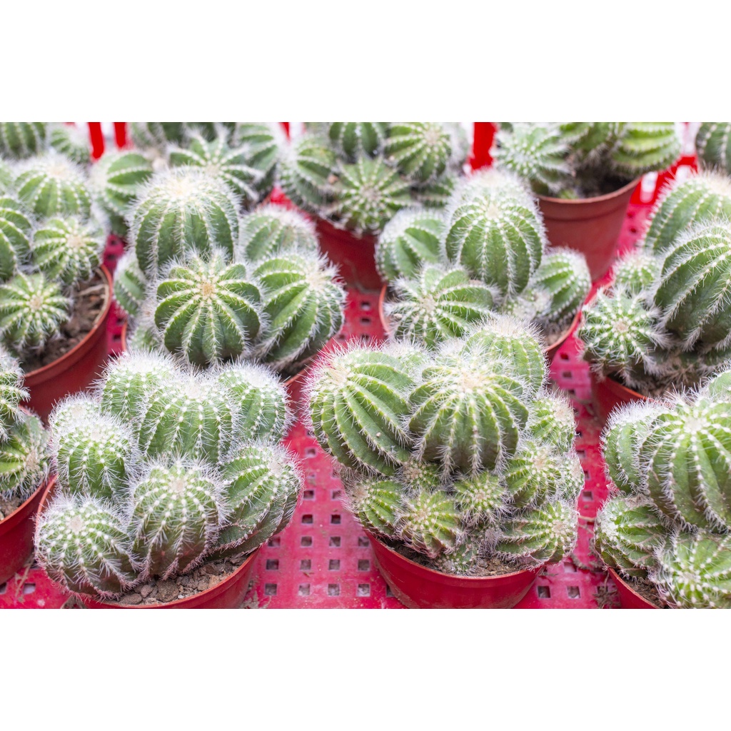 Xương rồng bụi xanh 11-13cm