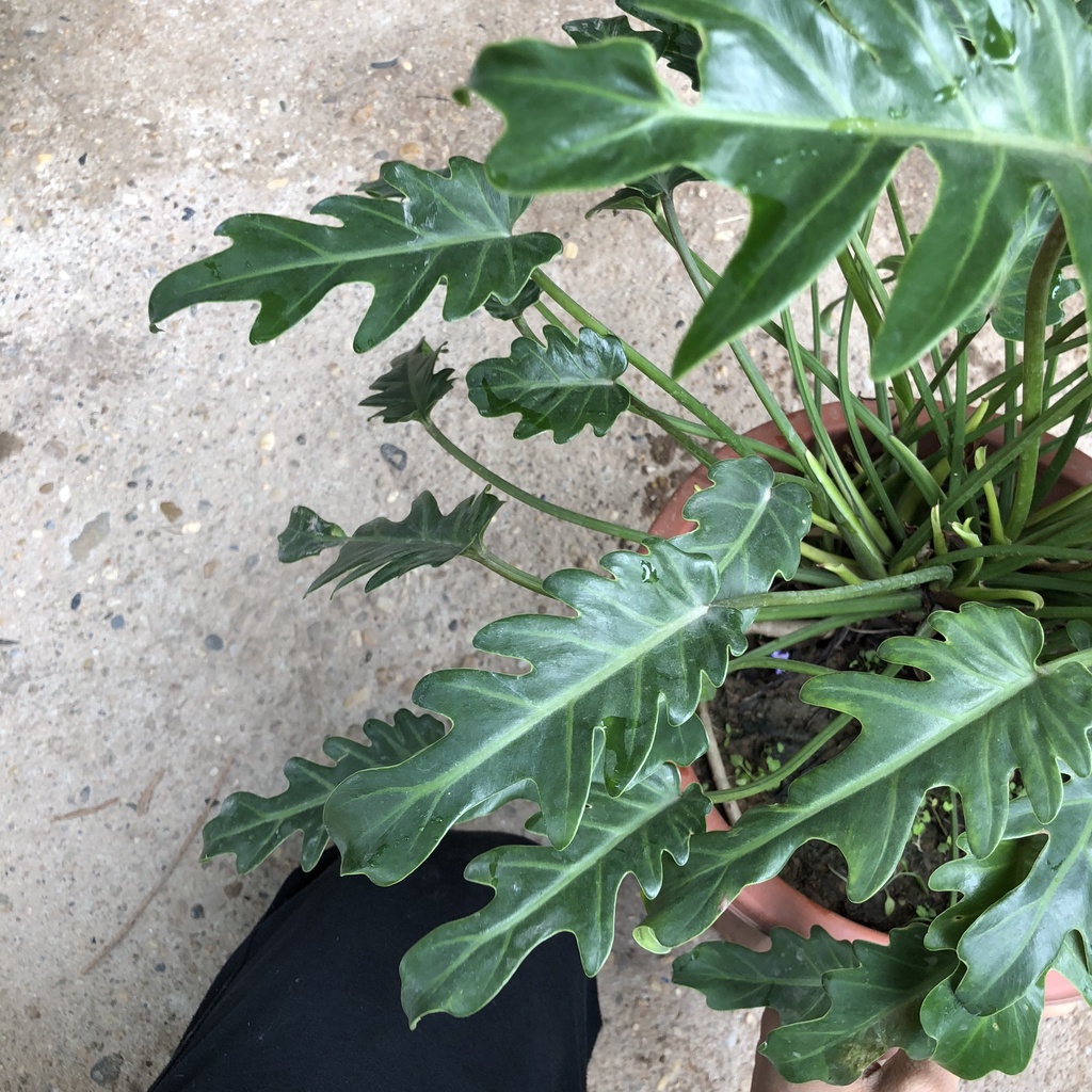 Trầu bà lá xẻ - trầu bà chân vịt cao 30cm tươi tốt quanh năm trang trí nội thất văn phòng