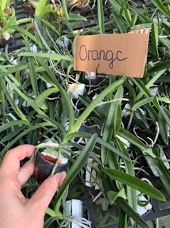 Hoa lan Vanda size cây giống