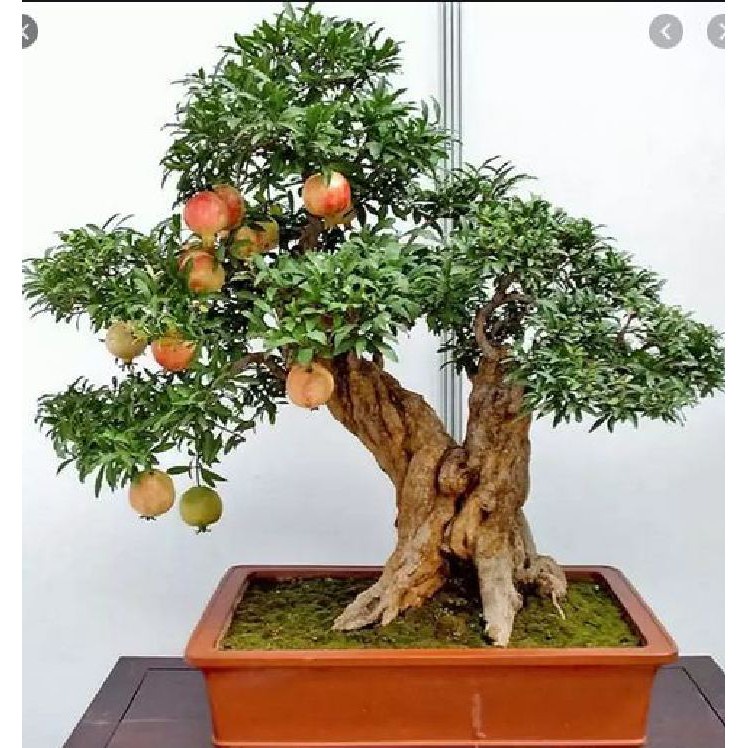 Hạt Giống Lựu Đỏ Đậm Lùn F1 - 10 hạt/gói ( kèm kích thích ươm hạt )