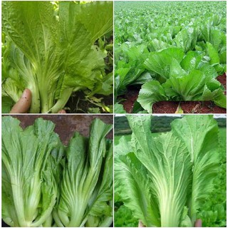 Hạt giống rau Cải bẹ dưa (20gr)