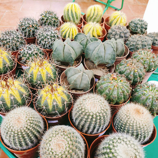 Xương rồng khế vàng