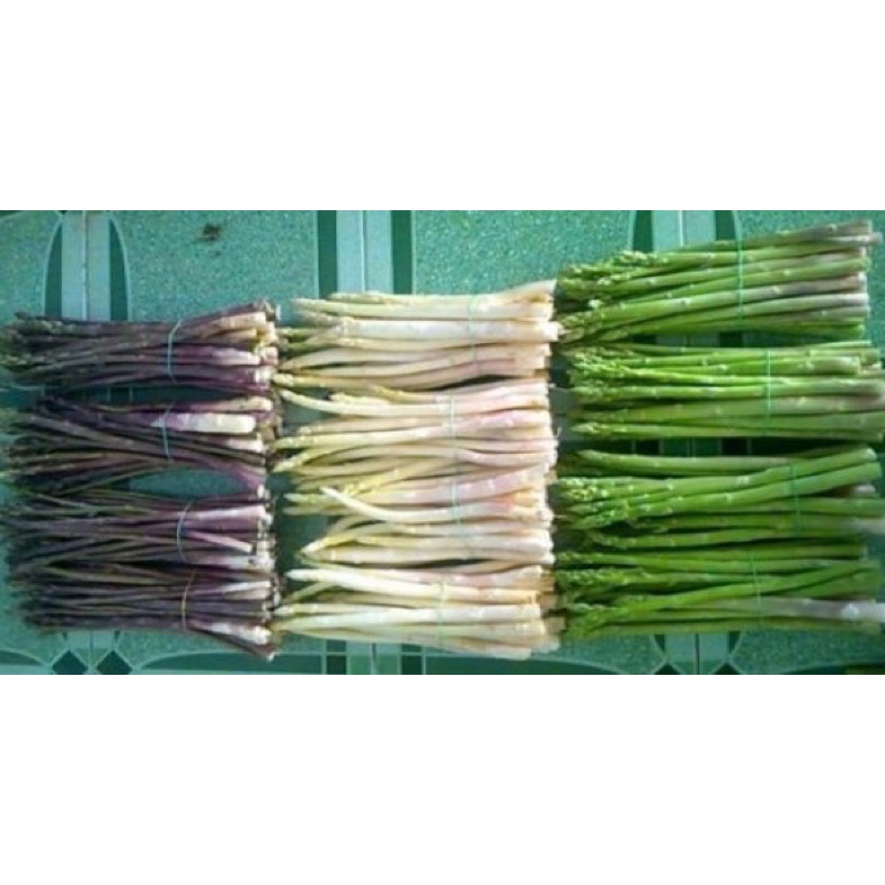 Hạt giống măng tây Mỹ F1 trồng quanh năm
