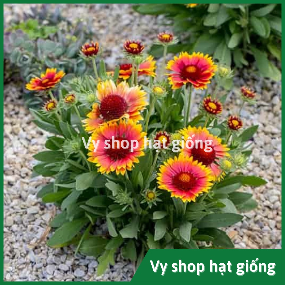 Hạt giống hoa cúc công chúa Gallardia gói 200 hạt