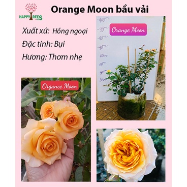 Hoa hồng Orange Moon màu vàng cam đẹp rực rỡ- bầu cây giống phát triển ổn định