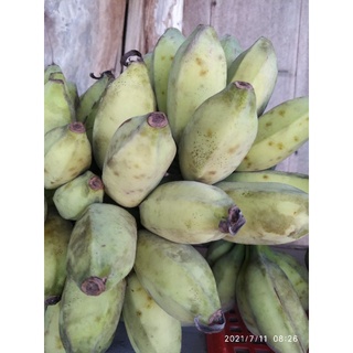 cây chuối sáp nghệ