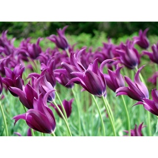 100 hạt giống hoa tulip hà lan