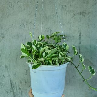 [Cây phong thủy] trầu bà ngọc thủy - CayGiongTot