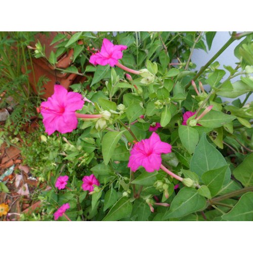 Gói 1GR hạt giống hoa Bông Phấn Nhiều Màu