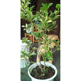 💖💖Cây tắc cẩm thạch (tắc sọc vàng) đang trái💖💖💖