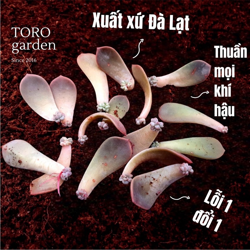 COMBO 5 LÁ MẦM SEN ĐÁ HỒNG QUẾ HƯ 1 ĐỔI 1 SIÊU CUTE