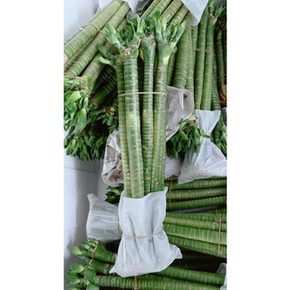 Cây Trúc Phú Quý (giá 1 Cây lẻ)
