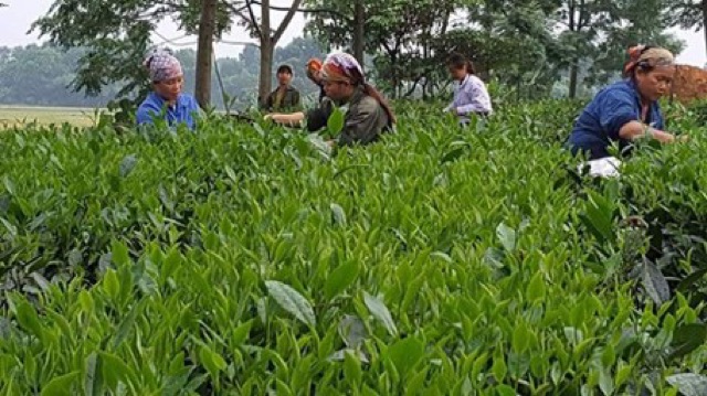 Trà Thái Nguyên loại bình dân - 500g