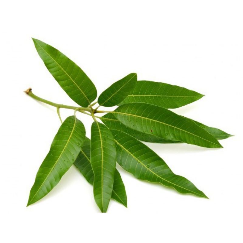 1kg lá xoài tươi khách đặt mới hái