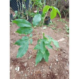 Cây bánh kem hàng ghép
