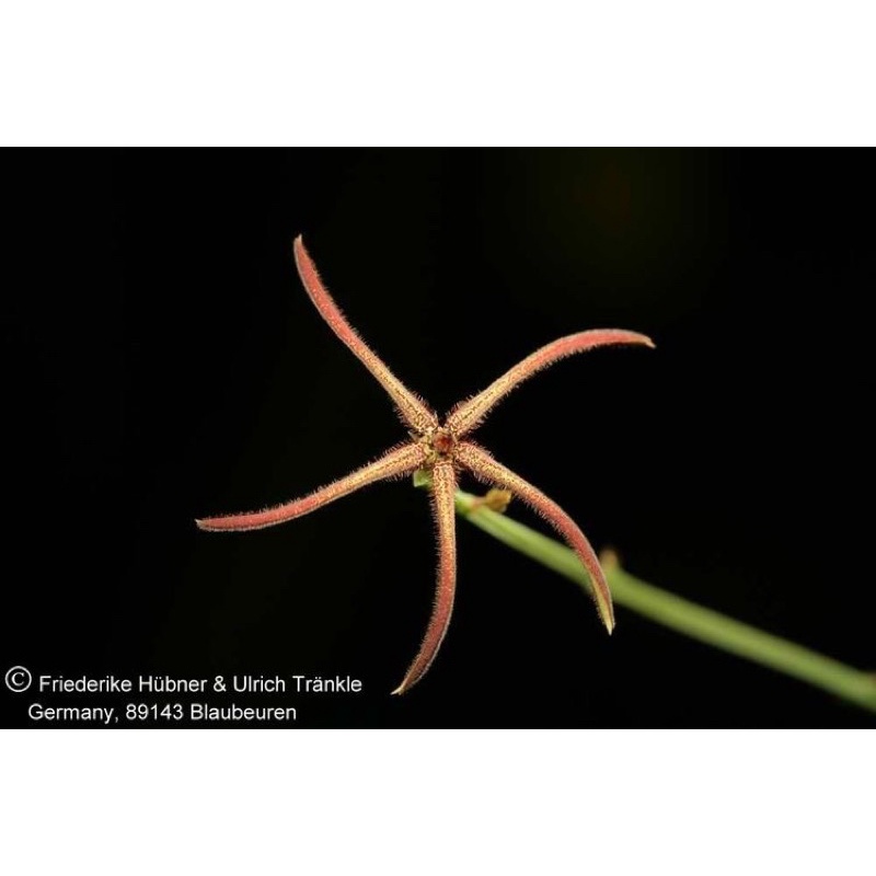 SAO BIỂN Caralluma gracilipes