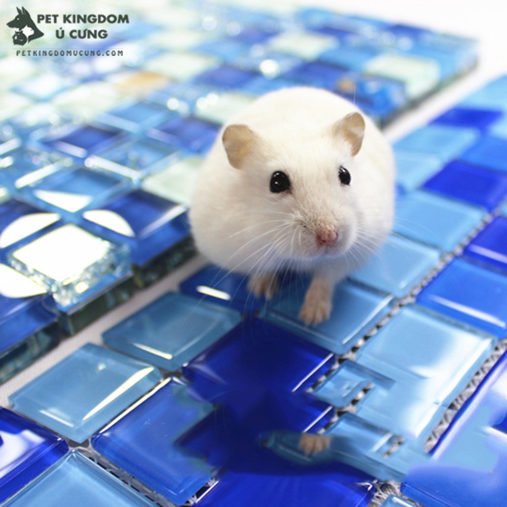 Đá làm mát tản nhiệt mùa hè cho hamster